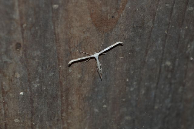 Da identificare